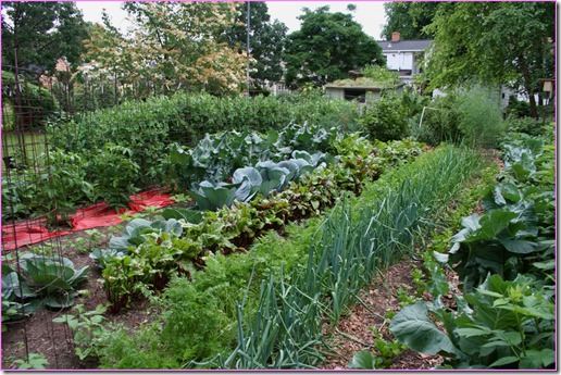 raised-bed-vegetable-garden